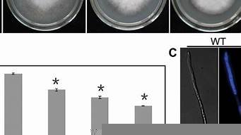 图片[1]-psvps(psvPSP模拟器容量)-百变无痕