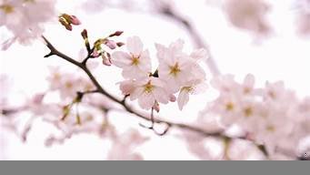 图片[1]-日本vps樱花(日本樱花vps怎么购买)-百变无痕