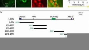 vps13a(vps13a基因线粒体病)-百变无痕
