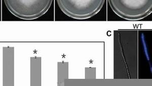 psvps(psvPSP模拟器容量)-百变无痕