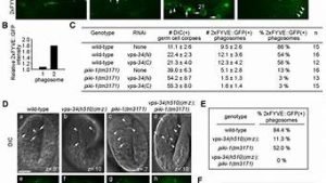 vps34蛋白(vp1蛋白)-百变无痕