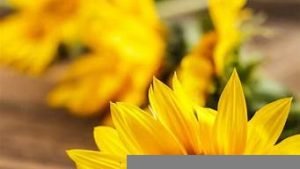 向日葵vps(向日葵几点开花(一天))-百变无痕