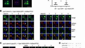 vps1m(vps1美元测评)-百变无痕