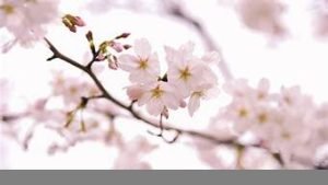 日本vps樱花(日本樱花vps怎么购买)-百变无痕