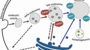 vps11(vps11基因作用)-百变无痕