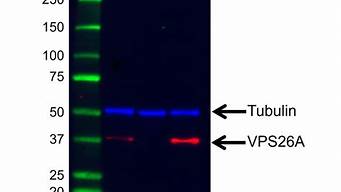 vps26a(vps26a蛋白质量)-百变无痕