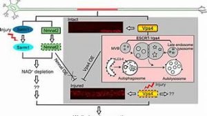 外国vps(外国vps评测超级vps管理器)-百变无痕