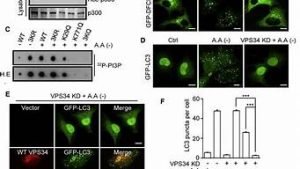 vps34(vps34-beclin1是什么)-百变无痕