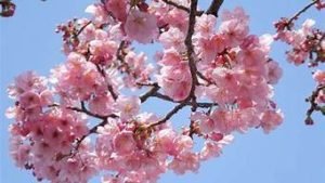 樱花免费vps(樱花免费ssr)-百变无痕