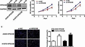 vps33b蛋白(蛋白s37)-百变无痕