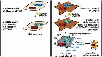 vps4a蛋白-百变无痕