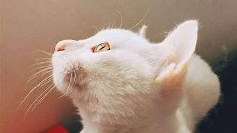 十几块钱的美国vps(便宜美国vps推荐)-百变无痕