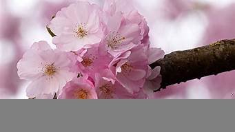 日本樱花vps注册(日本樱花服务器sakura)-百变无痕