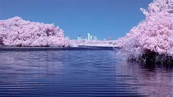 日本樱花云服务器网站(日本樱花服务器正品片)-百变无痕