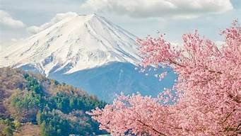 日本樱花的vps(日本樱花的盛放一般在几月)-百变无痕